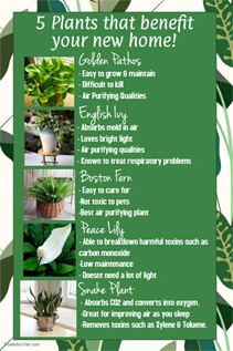 best benefits indoor plants